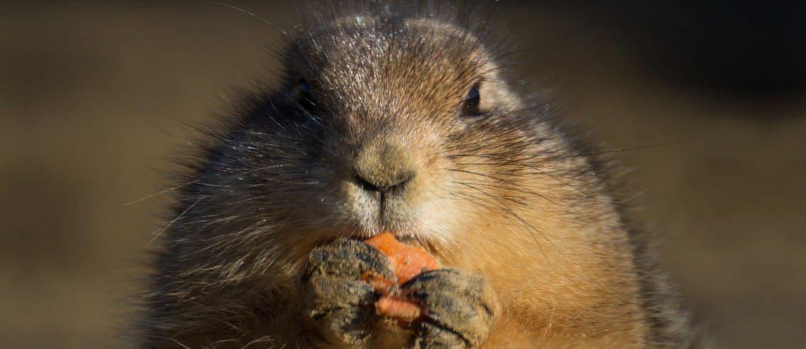 icerikyazarı-nasıl-beslenir